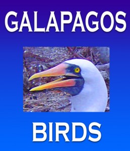 Galapagos Islands Birds eBook Cover, Moses Michelsohn, Photographer